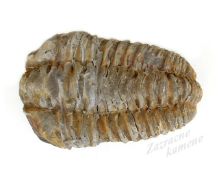 Trilobit XL