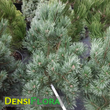 Pinus sylvestris Watereri - pomaly rastúci strom vzpriameného  vzrastu