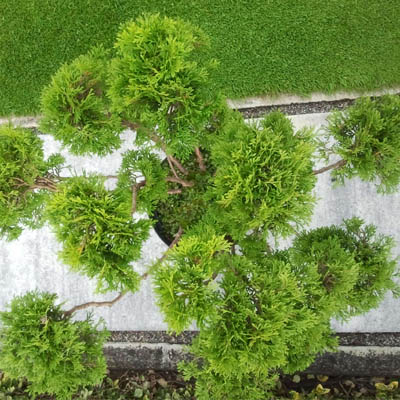 Thuja occidentalis Miky -  tvarovaná ihličnatá drevina