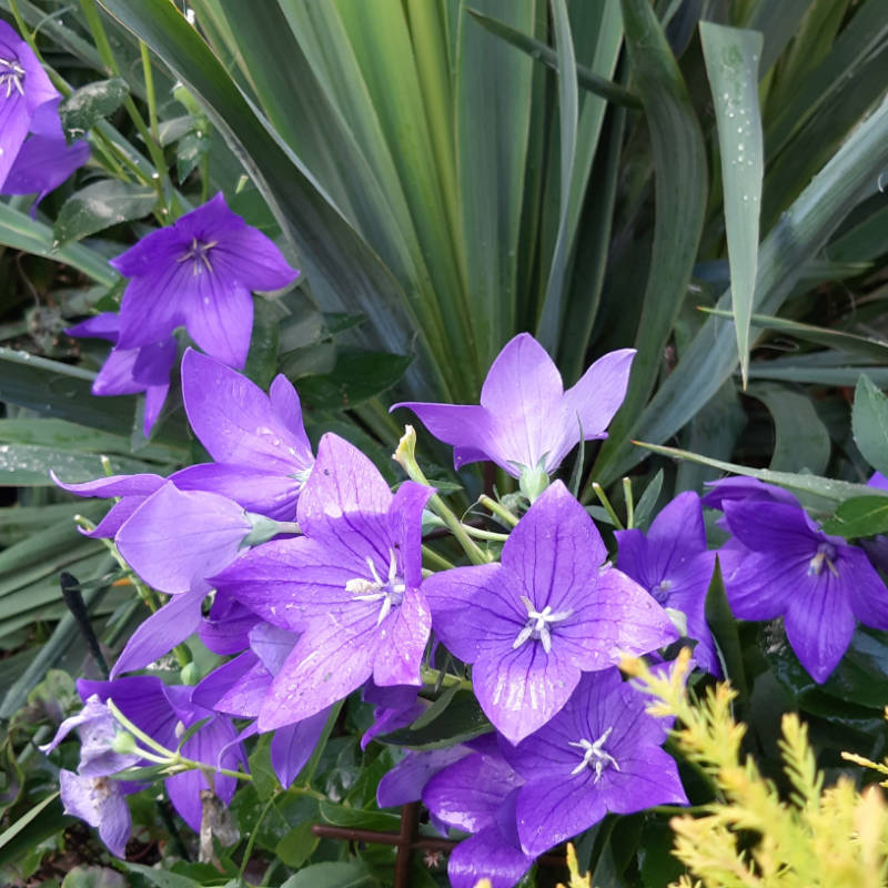 Platycodon grandiflorus "Astra Blue“ Balonovec veľkokvetý