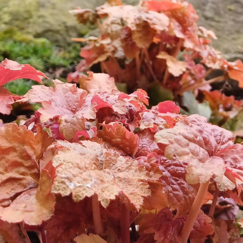 Heuchera hybridná ´PEACHBERRY ICE´ okrasná rastlina