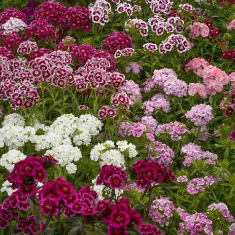 Dianthus barbatus, Klinček, trvalka, kríčkovitá