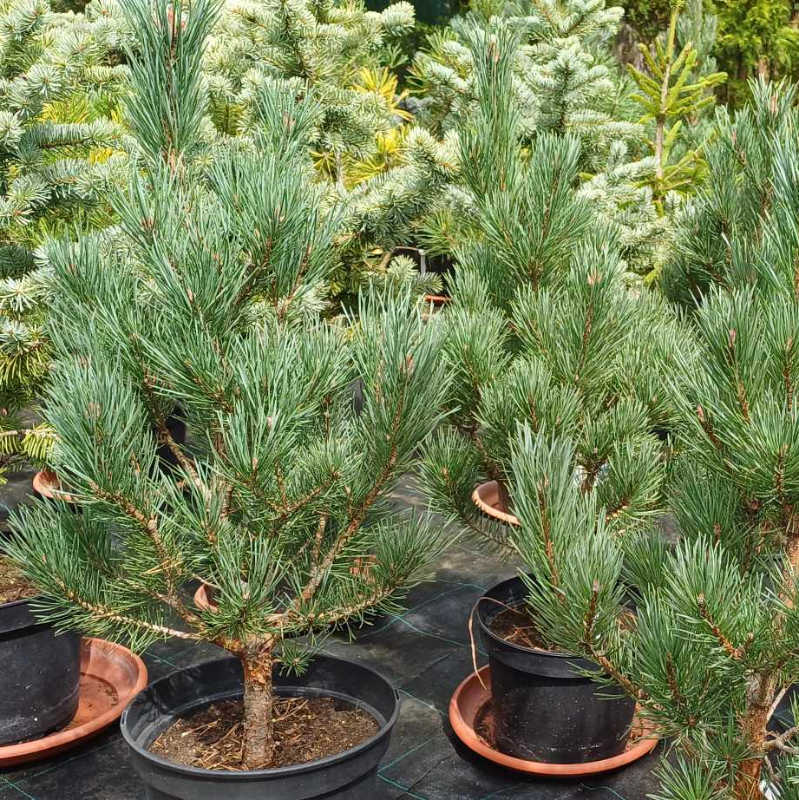 Pinus sylvestris Watereri - nižší strom aj do menšej záhrady